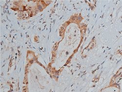 Invitrogen Phospho-p53 (Ser20) Polyclonal Antibody 100 &mu;L | Buy Online | Invitrogen&trade; | Fisher Scientific
