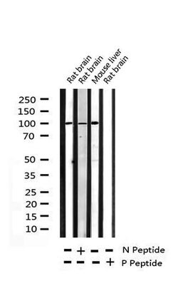 Invitrogen Phospho-ATP1A1 (Ser16) Polyclonal Antibody 100 &mu;L; Unconjugated:Antibodies,