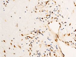 Invitrogen Phospho-c-Jun (Ser63) Polyclonal Antibody 100 &mu;L; Unconjugated:Antibodies,