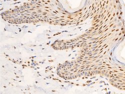 Invitrogen Phospho-c-Jun (Ser63) Polyclonal Antibody 100 &mu;L; Unconjugated:Antibodies,