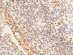 Invitrogen Phospho-c-Jun (Ser63) Polyclonal Antibody 100 &mu;L; Unconjugated:Antibodies,
