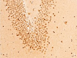 Invitrogen Phospho-c-Jun (Ser63) Polyclonal Antibody 100 &mu;L; Unconjugated:Antibodies,