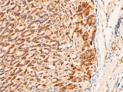 Invitrogen Phospho-c-Jun (Ser63) Polyclonal Antibody 100 &mu;L; Unconjugated:Antibodies,