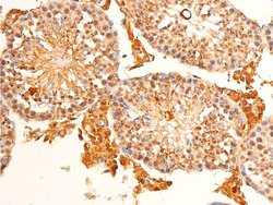 Invitrogen Phospho-c-Jun (Ser63) Polyclonal Antibody 100 &mu;L; Unconjugated:Antibodies,