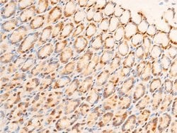 Invitrogen Phospho-c-Jun (Ser63) Polyclonal Antibody 100 &mu;L; Unconjugated:Antibodies,