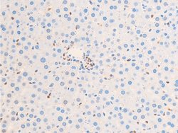 Invitrogen Phospho-c-Jun (Ser63) Polyclonal Antibody 100 &mu;L; Unconjugated:Antibodies,