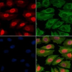 Invitrogen Phospho-c-Jun (Ser243) Polyclonal Antibody 100 &mu;L; Unconjugated:Antibodies,