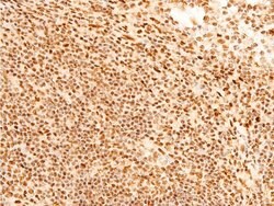 Invitrogen Phospho-c-Jun (Ser243) Polyclonal Antibody 100 &mu;L; Unconjugated:Antibodies,