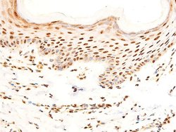 Invitrogen Phospho-c-Jun (Ser243) Polyclonal Antibody 100 &mu;L; Unconjugated:Antibodies,