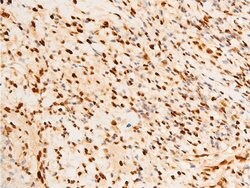Invitrogen Phospho-c-Jun (Ser243) Polyclonal Antibody 100 &mu;L; Unconjugated:Antibodies,