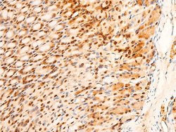 Invitrogen Phospho-c-Jun (Ser243) Polyclonal Antibody 100 &mu;L; Unconjugated:Antibodies,