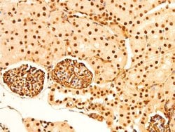Invitrogen Phospho-c-Jun (Ser243) Polyclonal Antibody 100 &mu;L; Unconjugated:Antibodies,