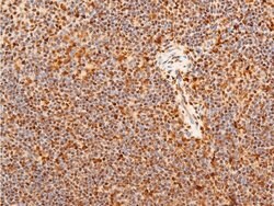 Invitrogen Phospho-c-Jun (Ser243) Polyclonal Antibody 100 &mu;L; Unconjugated:Antibodies,