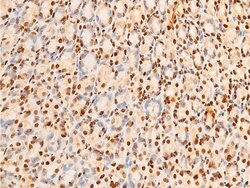 Invitrogen Phospho-c-Jun (Ser243) Polyclonal Antibody 100 &mu;L; Unconjugated:Antibodies,