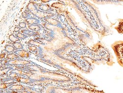 Invitrogen Phospho-c-Jun (Ser243) Polyclonal Antibody 100 &mu;L; Unconjugated:Antibodies,