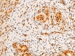Invitrogen Phospho-c-Jun (Ser243) Polyclonal Antibody 100 &mu;L; Unconjugated:Antibodies,