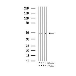 Invitrogen Phospho-c-Jun (Ser243) Polyclonal Antibody 100 &mu;L; Unconjugated:Antibodies,