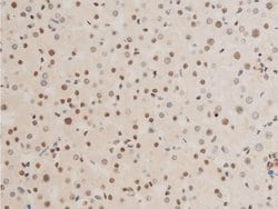 Invitrogen Phospho-c-Jun (Thr239) Polyclonal Antibody 100 &mu;L; Unconjugated:Antibodies,