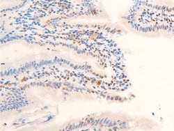 Invitrogen Phospho-c-Jun (Thr239) Polyclonal Antibody 100 &mu;L; Unconjugated:Antibodies,