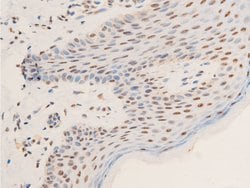 Invitrogen Phospho-c-Jun (Thr239) Polyclonal Antibody 100 &mu;L; Unconjugated:Antibodies,