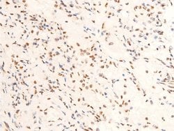 Invitrogen Phospho-c-Jun (Thr239) Polyclonal Antibody 100 &mu;L; Unconjugated:Antibodies,