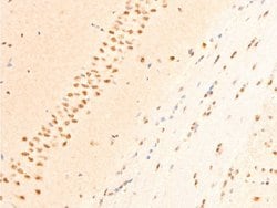 Invitrogen Phospho-c-Jun (Thr239) Polyclonal Antibody 100 &mu;L; Unconjugated:Antibodies,