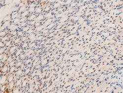 Invitrogen Phospho-c-Jun (Thr239) Polyclonal Antibody 100 &mu;L; Unconjugated:Antibodies,