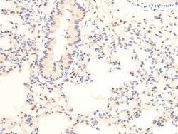 Invitrogen Phospho-c-Jun (Thr239) Polyclonal Antibody 100 &mu;L; Unconjugated:Antibodies,