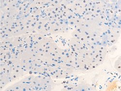 Invitrogen Phospho-c-Jun (Thr239) Polyclonal Antibody 100 &mu;L; Unconjugated:Antibodies,