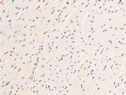 Invitrogen Phospho-c-Jun (Thr239) Polyclonal Antibody 100 &mu;L; Unconjugated:Antibodies,