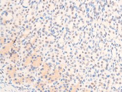 Invitrogen Phospho-c-Jun (Thr239) Polyclonal Antibody 100 &mu;L; Unconjugated:Antibodies,