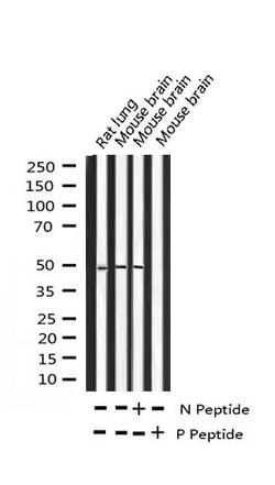 Invitrogen Phospho-c-Jun (Thr239) Polyclonal Antibody 100 &mu;L; Unconjugated:Antibodies,