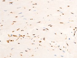 Invitrogen Phospho-c-Jun (Thr91) Polyclonal Antibody 100 &mu;L; Unconjugated:Antibodies,