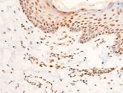 Invitrogen Phospho-c-Jun (Thr91) Polyclonal Antibody 100 &mu;L; Unconjugated:Antibodies,