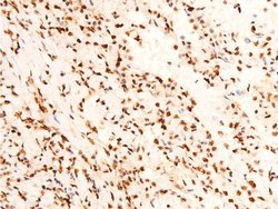Invitrogen Phospho-c-Jun (Thr91) Polyclonal Antibody 100 &mu;L; Unconjugated:Antibodies,