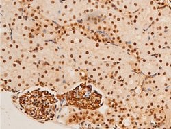Invitrogen Phospho-c-Jun (Thr91) Polyclonal Antibody 100 &mu;L; Unconjugated:Antibodies,