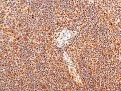 Invitrogen Phospho-c-Jun (Thr91) Polyclonal Antibody 100 &mu;L; Unconjugated:Antibodies,