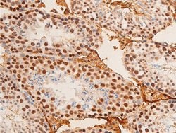 Invitrogen Phospho-c-Jun (Thr91) Polyclonal Antibody 100 &mu;L; Unconjugated:Antibodies,