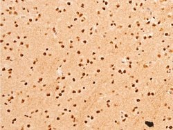 Invitrogen Phospho-c-Jun (Thr91) Polyclonal Antibody 100 &mu;L; Unconjugated:Antibodies,