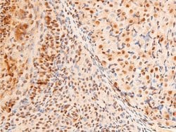 Invitrogen Phospho-c-Jun (Thr91) Polyclonal Antibody 100 &mu;L; Unconjugated:Antibodies,