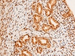 Invitrogen Phospho-c-Jun (Thr91) Polyclonal Antibody 100 &mu;L; Unconjugated:Antibodies,