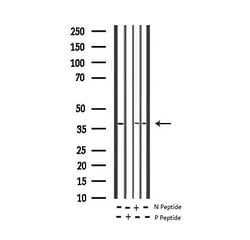 Invitrogen Phospho-c-Jun (Thr91) Polyclonal Antibody 100 &mu;L; Unconjugated:Antibodies,