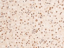 Invitrogen Phospho-c-Jun (Thr93) Polyclonal Antibody 100 &mu;L | Buy Online | Invitrogen&trade; | Fisher Scientific