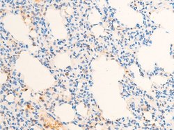 Invitrogen Phospho-c-Jun (Thr93) Polyclonal Antibody 100 &mu;L | Buy Online | Invitrogen&trade; | Fisher Scientific