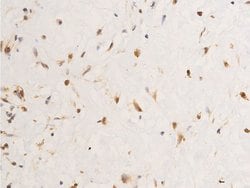 Invitrogen Phospho-c-Jun (Tyr170) Polyclonal Antibody 100 &mu;L; Unconjugated:Antibodies,