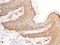 Invitrogen Phospho-c-Jun (Tyr170) Polyclonal Antibody 100 &mu;L; Unconjugated:Antibodies,