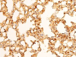 Invitrogen Phospho-c-Jun (Tyr170) Polyclonal Antibody 100 &mu;L; Unconjugated:Antibodies,