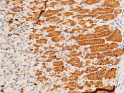 Invitrogen Phospho-c-Jun (Tyr170) Polyclonal Antibody 100 &mu;L; Unconjugated:Antibodies,