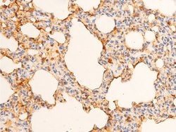 Invitrogen Phospho-c-Jun (Tyr170) Polyclonal Antibody 100 &mu;L; Unconjugated:Antibodies,