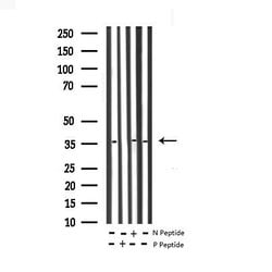 Invitrogen Phospho-c-Jun (Tyr170) Polyclonal Antibody 100 &mu;L; Unconjugated:Antibodies,